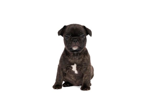 a Studio shot of an adorable French bulldog puppy sitting on isolated white background looking at the camera with copy space