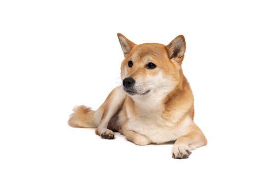 a Female Shiba Inu dog lying down isolated on a white background with copy space