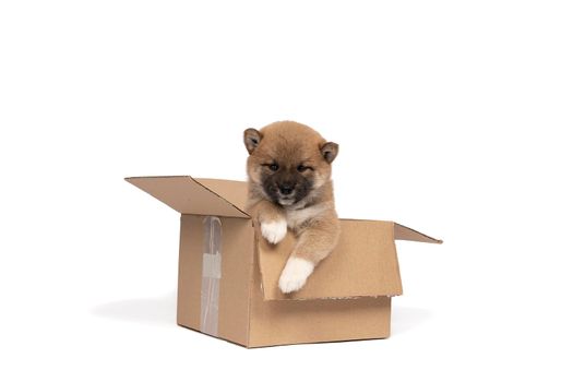 a Shiba Inu puppy sitting in a cardboard box isolated in a white background