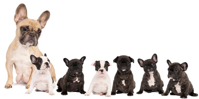 a Studio shot of a litter adorable French bulldog puppies and their mother sitting on isolated white background looking at the camera with copy space