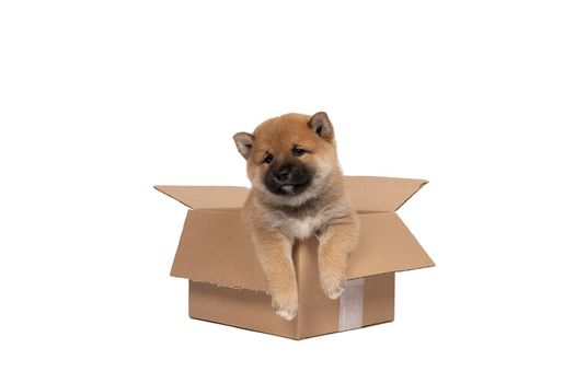 a Shiba Inu puppy sitting in a cardboard box isolated in a white background