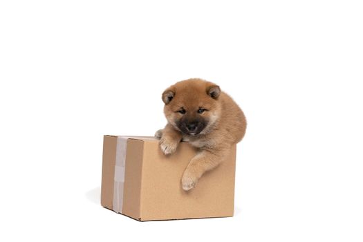 a Shiba Inu puppy sitting in a cardboard box isolated in a white background