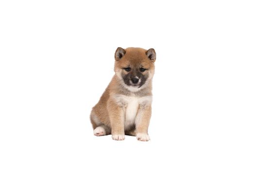 a Shiba Inu puppy sitting isolated in a white background with space for tekst copy space