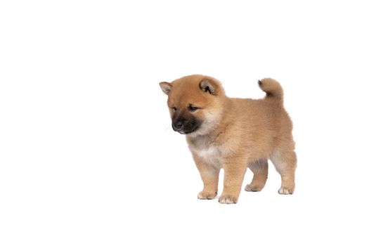 a Shiba Inu puppy standing isolated on a white background with space for tekst copy space