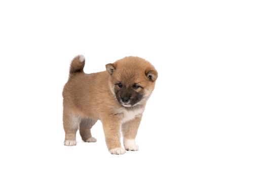 a Shiba Inu puppy standing isolated on a white background with space for tekst copy space