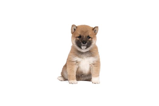 a Shiba Inu puppy sitting isolated in a white background with space for tekst copy space