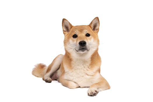 a Female Shiba Inu dog lying down isolated on a white background with copy space