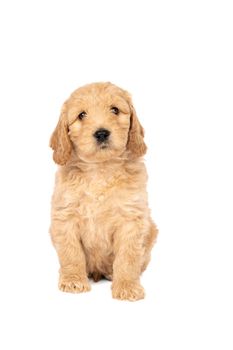 A cute labradoodle puppy sitting looking at the camera isolated on a white background with space for text
