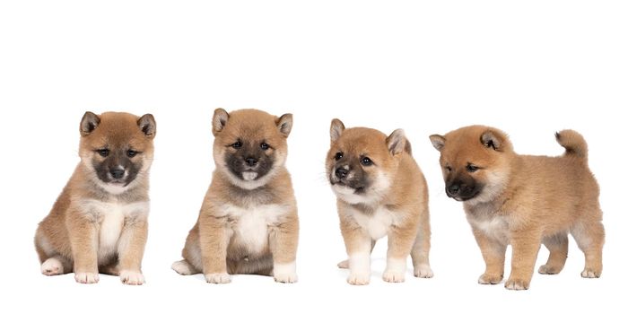 a Four cute Shiba Inu puppies from one litter isolated on a white background