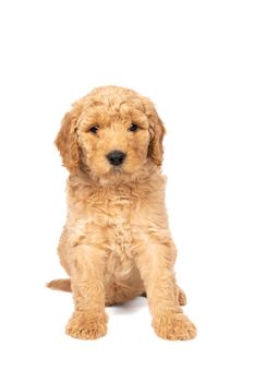 A cute labradoodle puppy sitting looking at the camera isolated on a white background with space for text