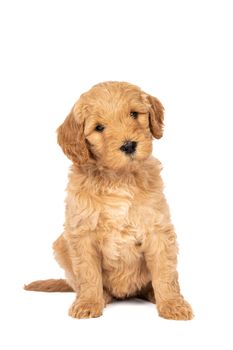 A cute labradoodle puppy sitting looking at the camera isolated on a white background with space for text