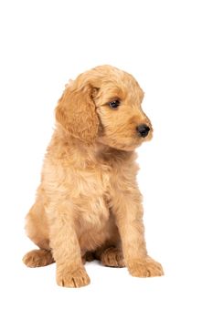 A cute labradoodle puppy sitting looking at the camera isolated on a white background with space for text