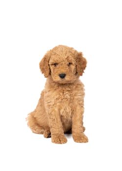 A cute labradoodle puppy sitting looking at the camera isolated on a white background with space for text