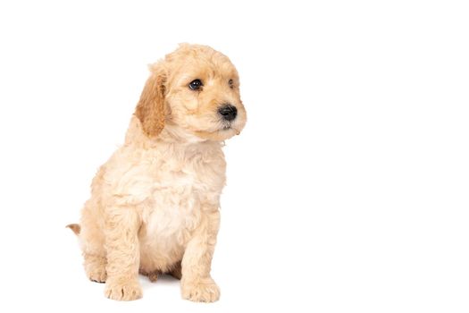 A cute labradoodle puppy sitting looking at the camera isolated on a white background with space for text