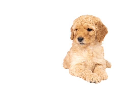 A cute labradoodle puppy lying looking away from the camera isolated on a white background with space for text