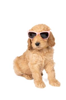 A cute labradoodle puppy sitting looking at the camera wearing pink sunglasses isolated on a white background with space for text