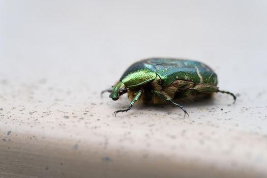 Close-up of a Green Rose Chafer ( Cetonia aurata ) a green metallic beetle on a stone underground