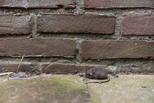 Small dead house mouse lying outside on the driveway near a wall with shallow depth of field