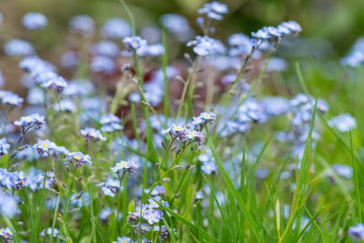 Close-up of blue and pink small forget-me-not flowers in the grass in a garden