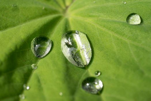 Drops of rain on the leaf of a Lady's mantle Achamilla Mollis with sunlight