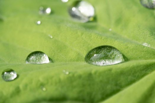 Drops of rain on the leaf of a Lady's mantle Achamilla Mollis with sunlight