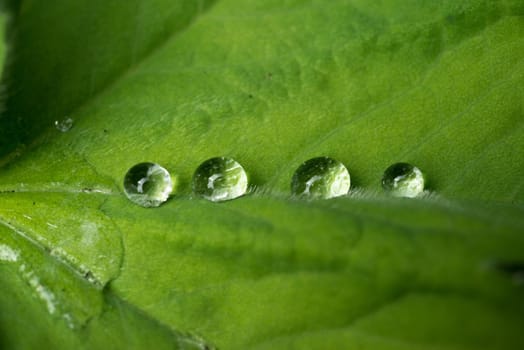 Drops of rain on the leaf of a Lady's mantle Achamilla Mollis with sunlight  and shallow depth of field