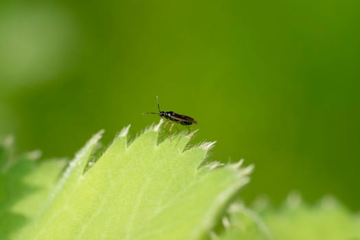 Insect or small bug walking on the edge of a leaf of a Lady's mantle Achamilla Mollis