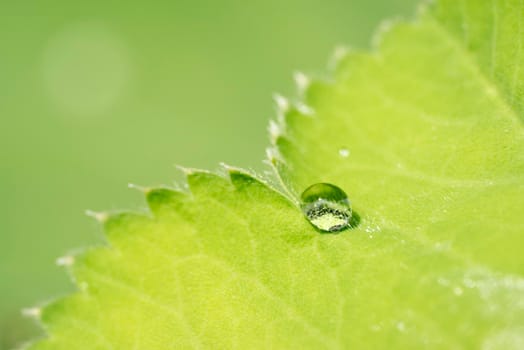 Drops of rain on the leaf of a Lady's mantle Achamilla Mollis with sunlight