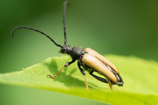 Insect Red longhorn beetle  on the leaf of a Lady's mantle Achamilla Mollis