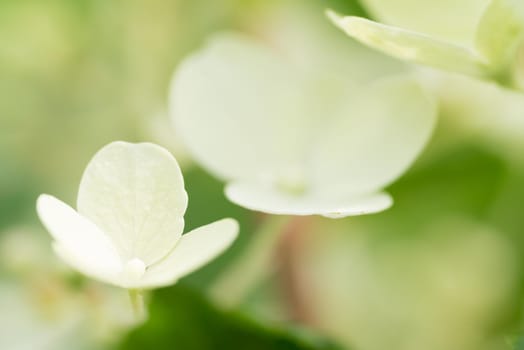 Close up of hortensia or annabelle or hydrangeas in white with soft green background ans shallow depth of field