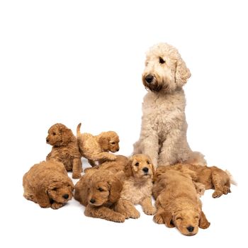 A litter of cute labradoodle puppies sleeping at the feet of their mother  isolated on white background with space for text