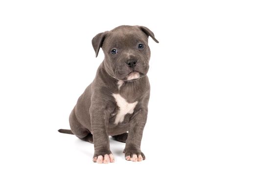 A purebred American Bully or Bulldog pup with blue and white fur sitting looking at the camera isolated on a white background