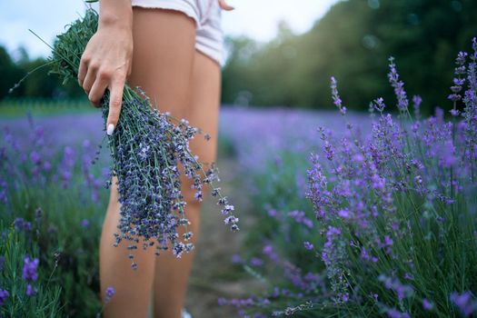 Side view of unrecognizable young woman wearing white shorts carrying aromatic bouquet of beautiful purple flowers. Crop of girl posing in lavender field, long rows. Concept of nature beauty.