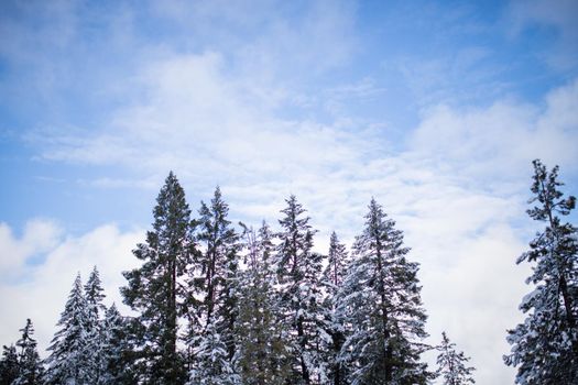 Low angle view of beautiful snowy forest under slightly cloudy blue sky. Calm frozen pine trees under cloudy skyline. Beautiful winter landscapes