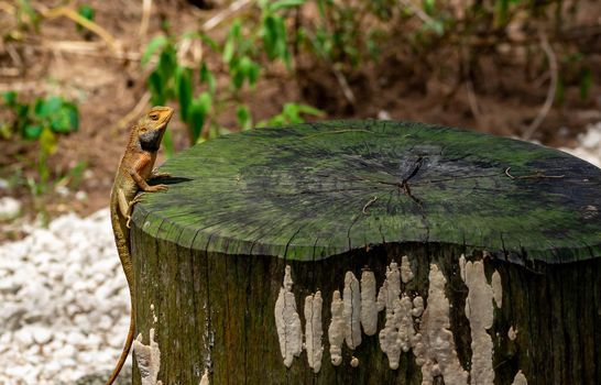 macro shot close up shot of chameleon on a tree trunk. Super focus shot of chameleon while changing its color