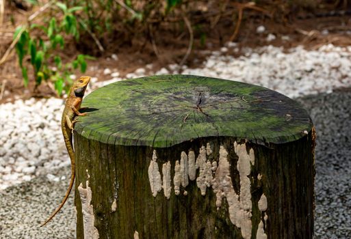 macro shot close up shot of chameleon on a tree trunk. Super focus shot of chameleon while changing its color