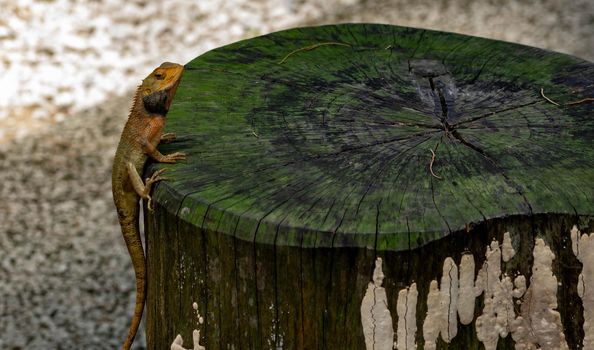 macro shot close up shot of chameleon on a tree trunk. Super focus shot of chameleon while changing its color