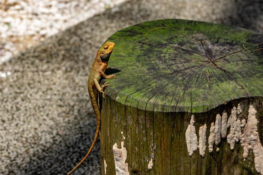 macro shot close up shot of chameleon on a tree trunk. Super focus shot of chameleon while changing its color