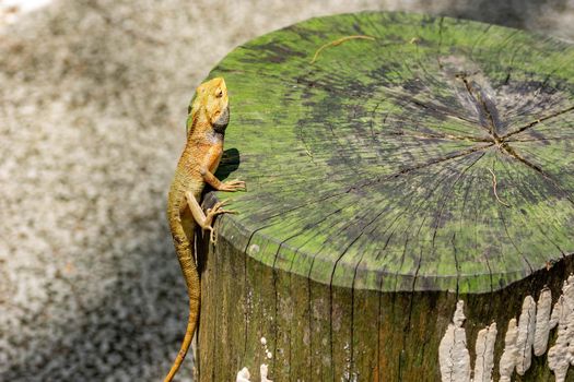 macro shot close up shot of chameleon on a tree trunk. Super focus shot of chameleon while changing its color