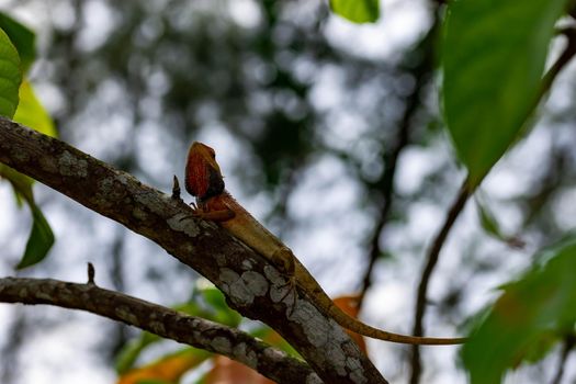 macro shot close up shot of chameleon on a tree. Super focus shot of chameleon while changing its color with green leaves background bokeh