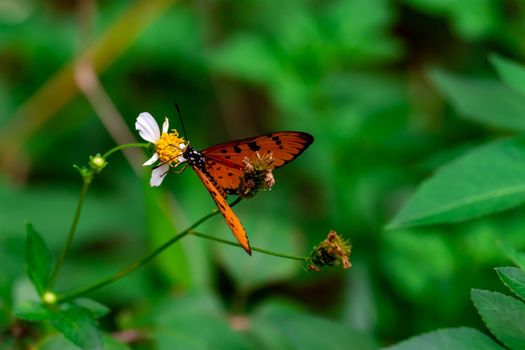 Macro shot of an orange butterfly while getting a nectar on a yellow flower with very smooth background of green bokeh