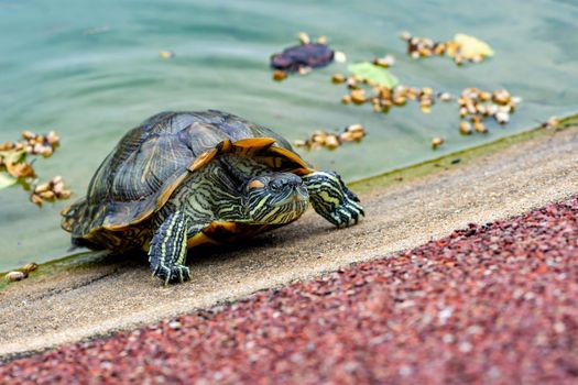 Macro shot close up focus shot of a turtle on a pond. Macro shot of turtle while walking on a brown pebbles in a pond