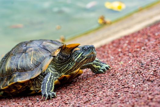 Macro shot close up focus shot of a turtle on a pond. Macro shot of turtle while walking on a brown pebbles in a pond