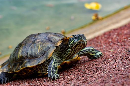 Macro shot close up focus shot of a turtle on a pond. Macro shot of turtle while walking on a brown pebbles in a pond