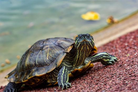Macro shot close up focus shot of a turtle on a pond. Macro shot of turtle while walking on a brown pebbles in a pond