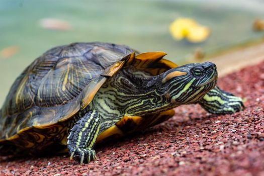 Macro shot close up focus shot of a turtle on a pond. Macro shot of turtle while walking on a brown pebbles in a pond