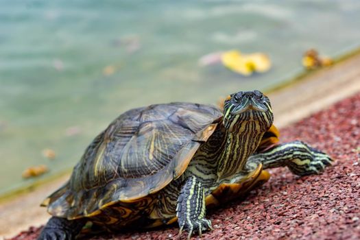 Macro shot close up focus shot of a turtle on a pond. Macro shot of turtle while walking on a brown pebbles in a pond