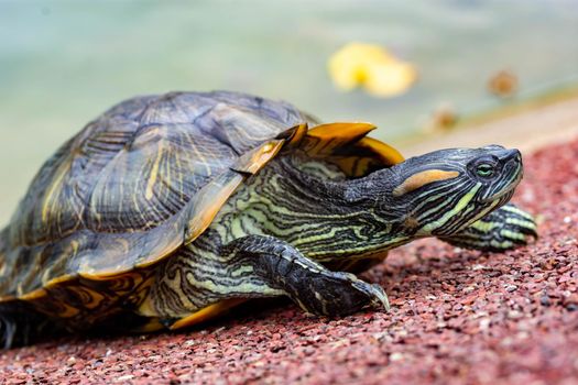 Macro shot close up focus shot of a turtle on a pond. Macro shot of turtle while walking on a brown pebbles in a pond