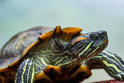 Macro shot close up focus shot of a turtle on a pond. Macro shot of turtle while walking on a brown pebbles in a pond
