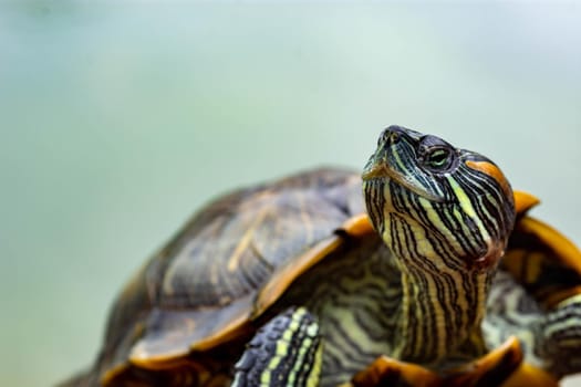 Macro shot close up focus shot of a turtle on a pond. Macro shot of turtle while walking on a brown pebbles in a pond